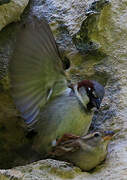 House Sparrow