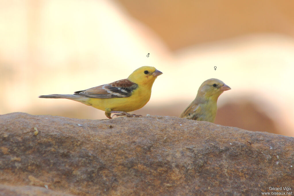 Sudan Golden Sparrow adult