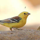 Moineau doré