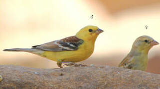 Sudan Golden Sparrow