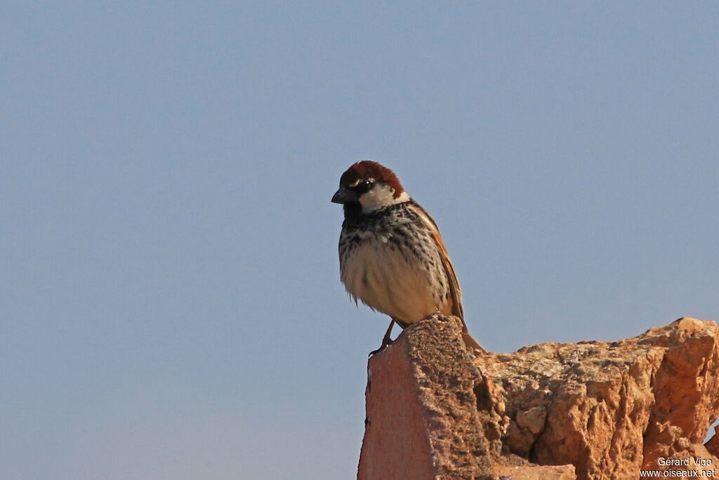 Spanish Sparrow male adult