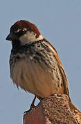 Spanish Sparrow