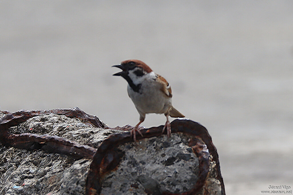 Eurasian Tree Sparrowadult