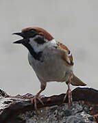 Eurasian Tree Sparrow