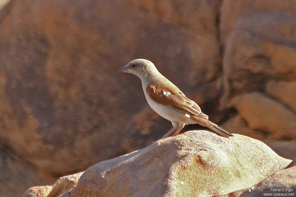 Northern Grey-headed Sparrowadult