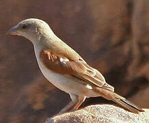 Northern Grey-headed Sparrow