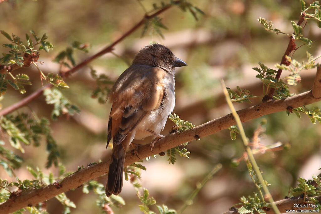 Northern Grey-headed Sparrowadult