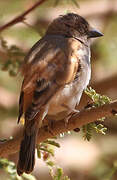 Northern Grey-headed Sparrow