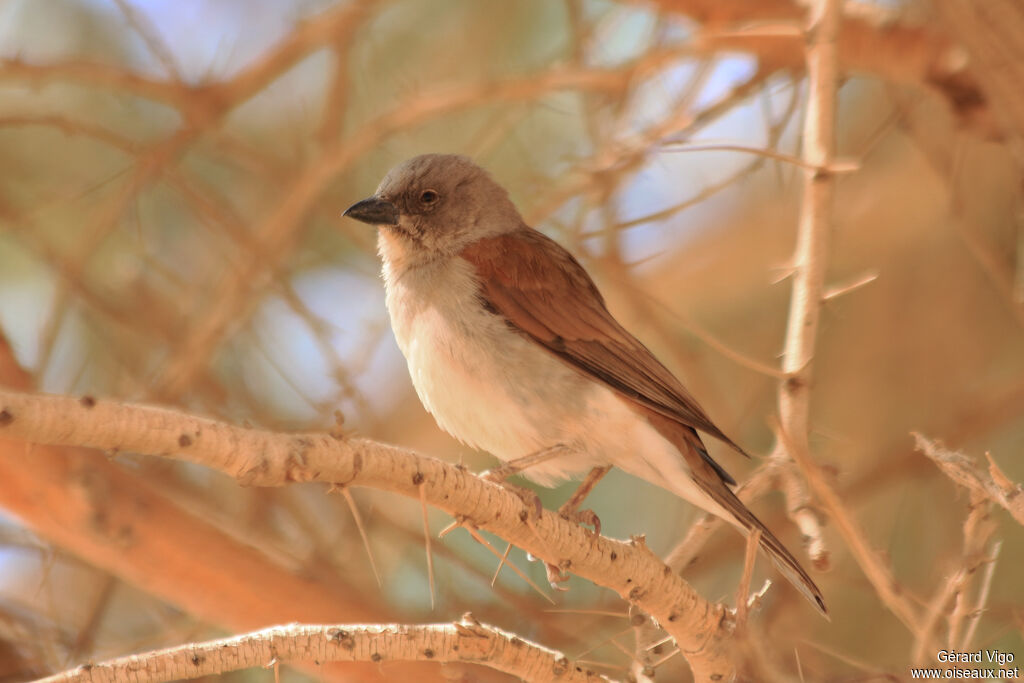 Northern Grey-headed Sparrowadult