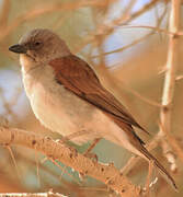 Northern Grey-headed Sparrow