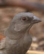 Moineau gris