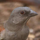 Moineau gris