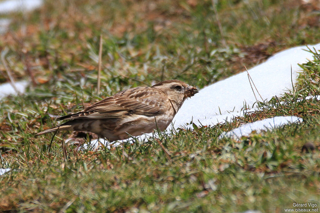 Rock Sparrowadult