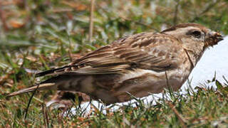 Rock Sparrow