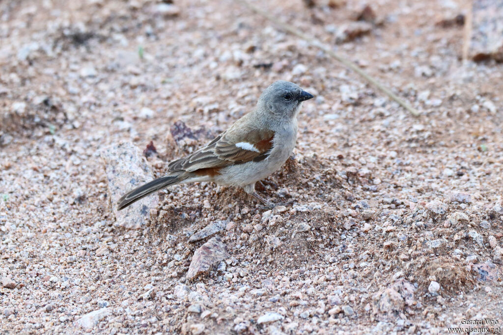 Moineau sud-africainadulte