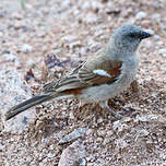 Moineau sud-africain