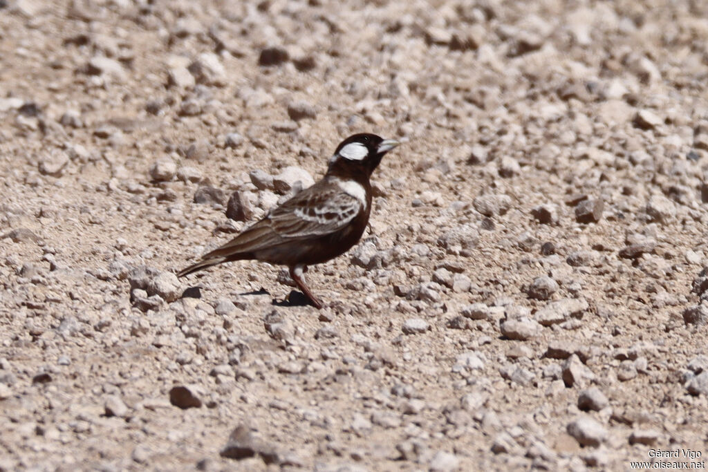 Moinelette à dos gris mâle adulte