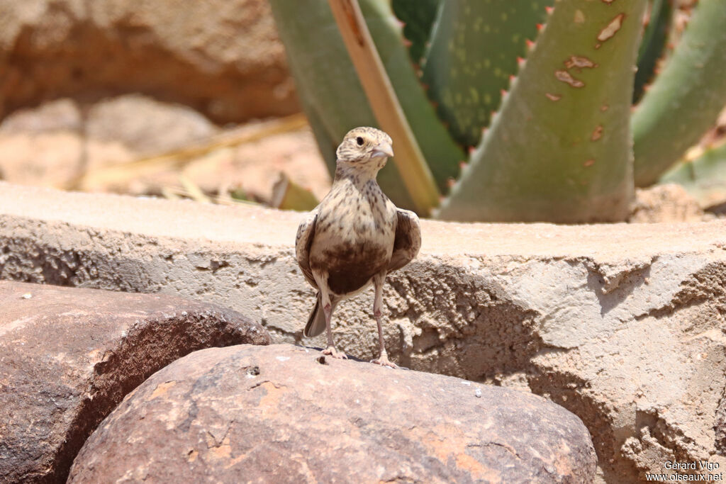 Moinelette à dos gris femelle adulte