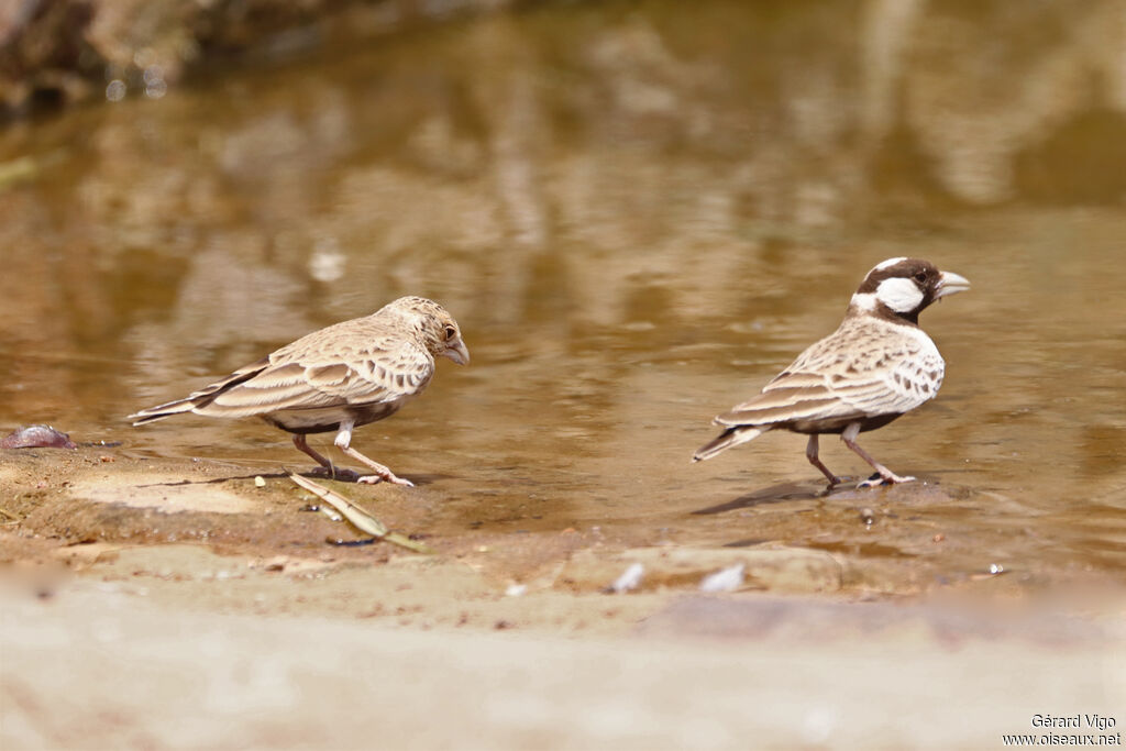 Moinelette à dos grisadulte