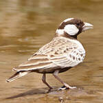 Moinelette à dos gris