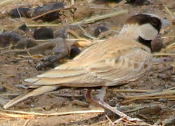 Black-crowned Sparrow-Lark