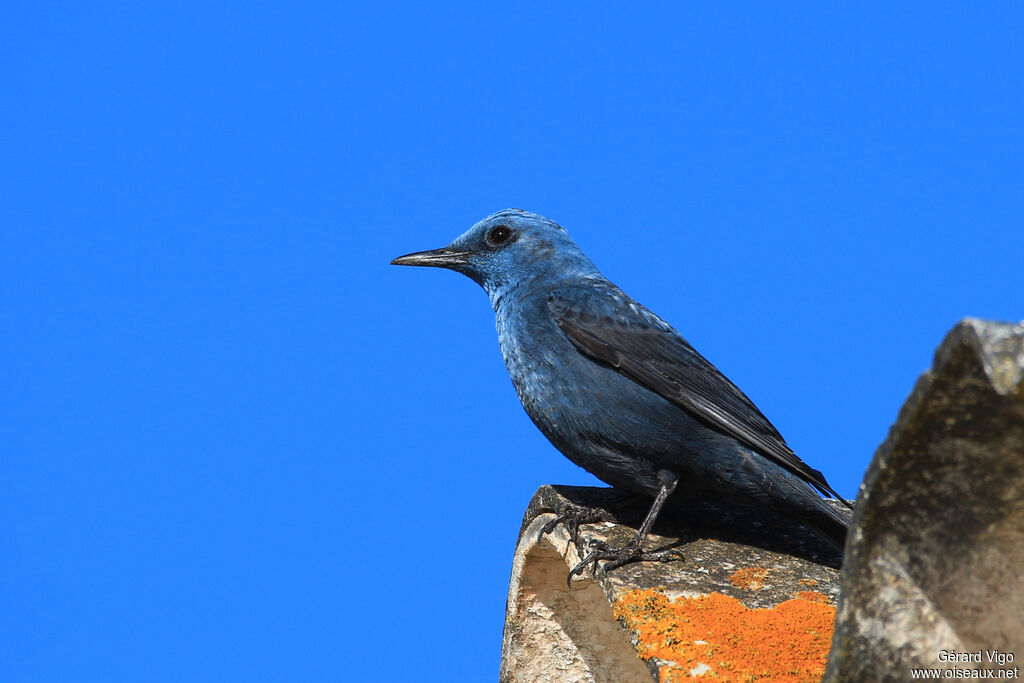 Blue Rock Thrush male adult