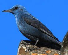 Blue Rock Thrush