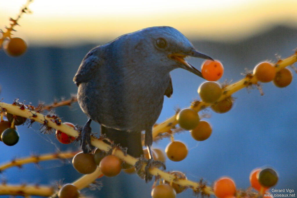 Blue Rock Thrush male adult, eats