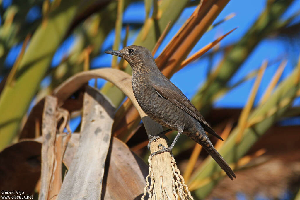 Blue Rock Thrush female adult breeding, identification