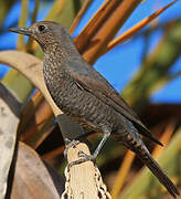 Blue Rock Thrush