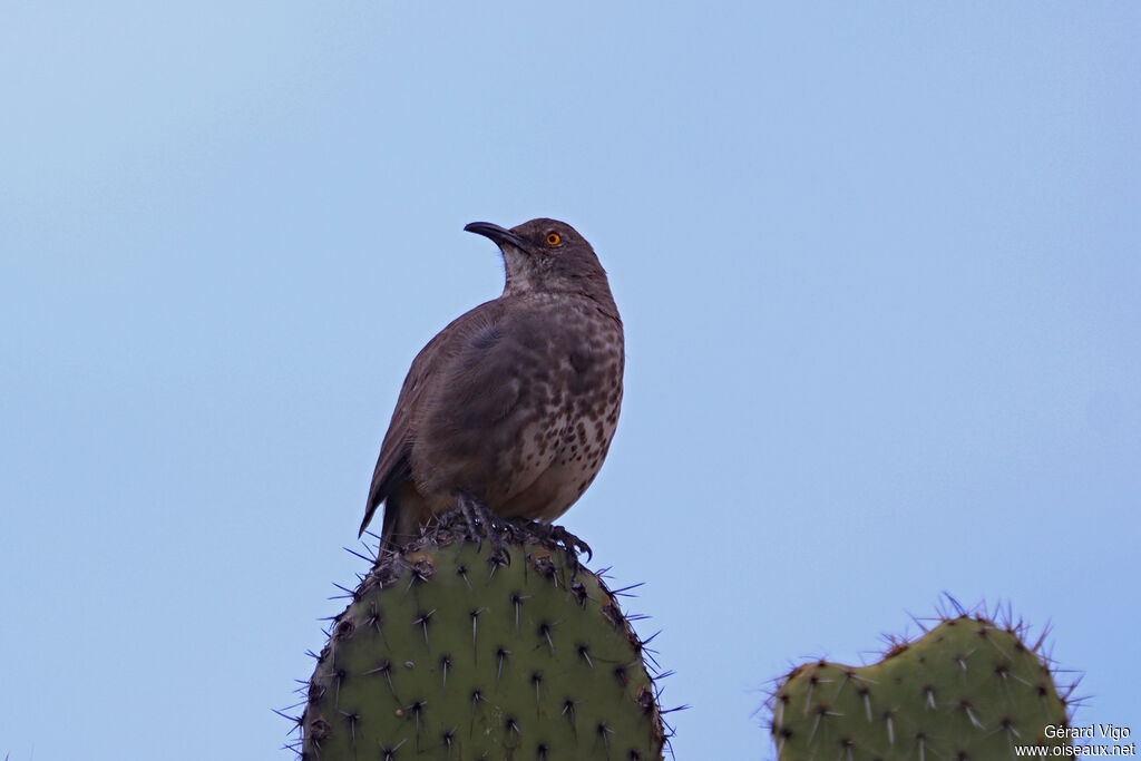 Moqueur à bec courbe