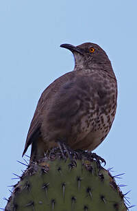 Moqueur à bec courbe