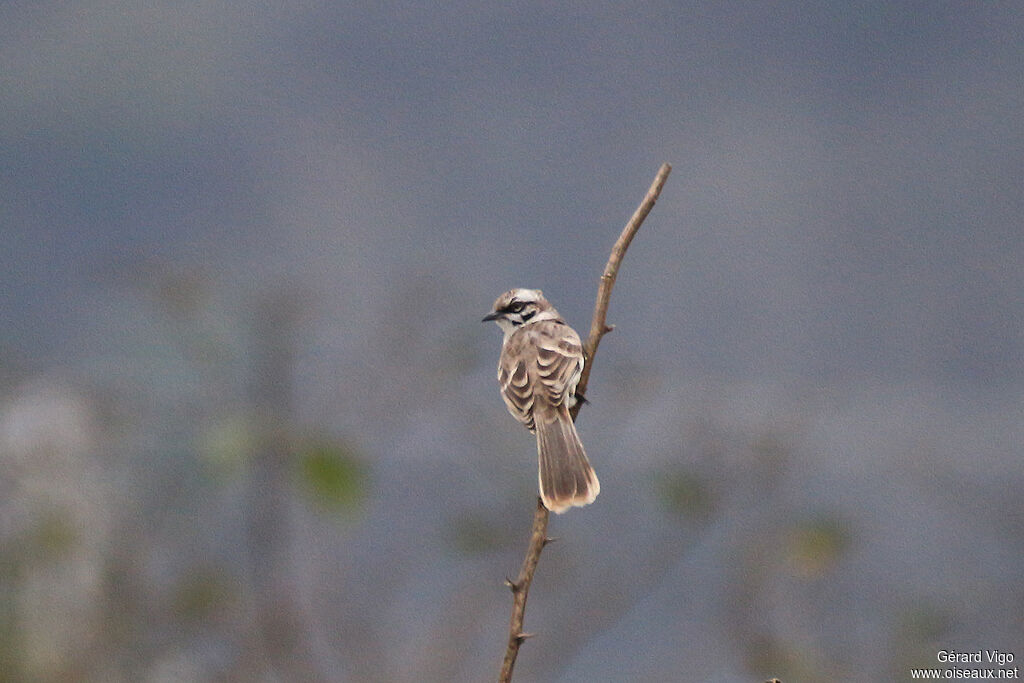 Long-tailed Mockingbirdadult