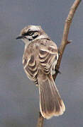 Long-tailed Mockingbird