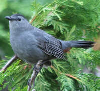 Grey Catbird