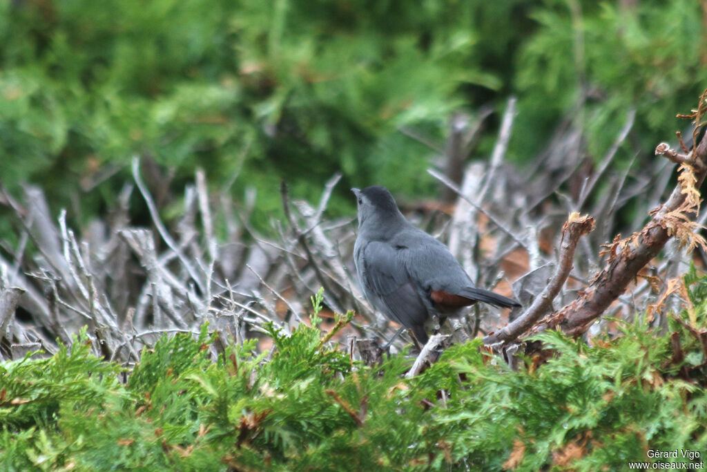 Grey Catbirdadult