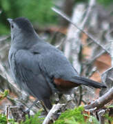 Grey Catbird