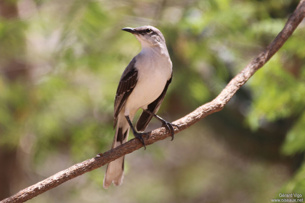 Tropical Mockingbirdadult