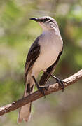 Tropical Mockingbird