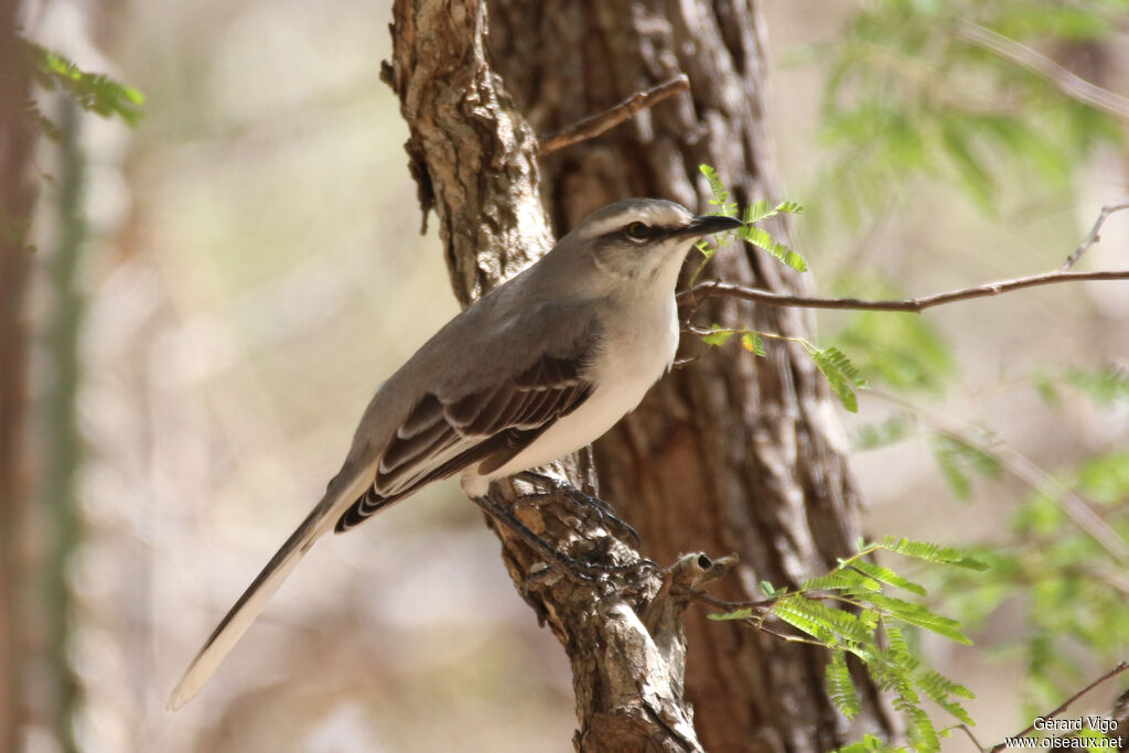 Tropical Mockingbirdadult