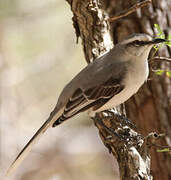 Tropical Mockingbird