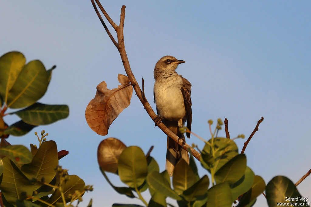 Tropical Mockingbirdadult