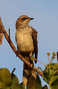 Tropical Mockingbird