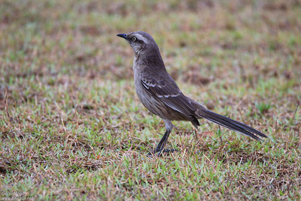 Chalk-browed Mockingbirdimmature, identification