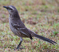 Chalk-browed Mockingbird