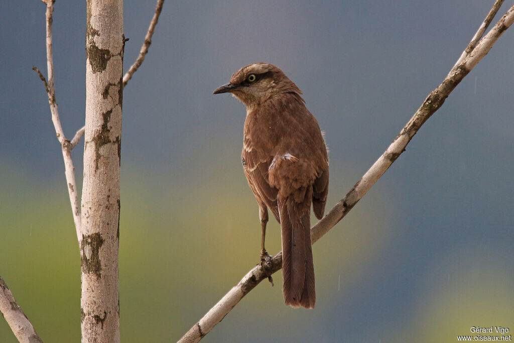 Chalk-browed Mockingbirdadult