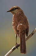 Chalk-browed Mockingbird