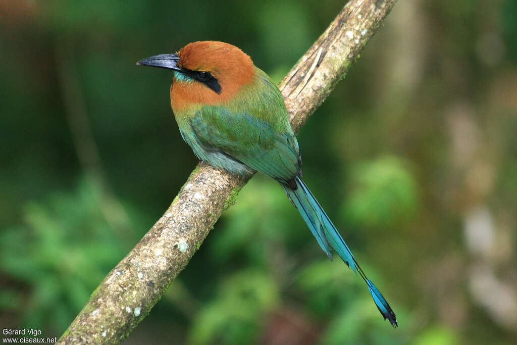 Motmot à bec largeadulte, identification