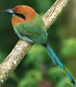 Motmot à bec large