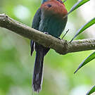 Motmot à bec large